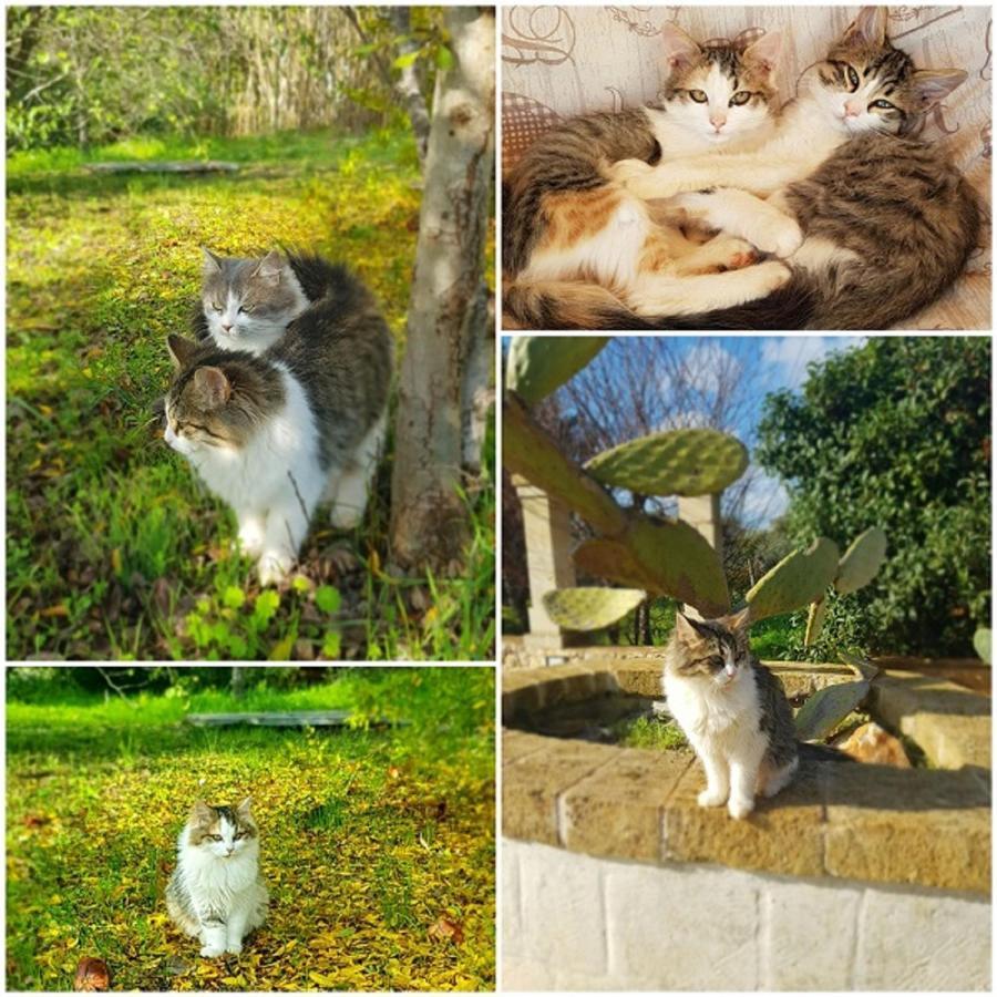 Trulli Aurasia Ostuni Luaran gambar