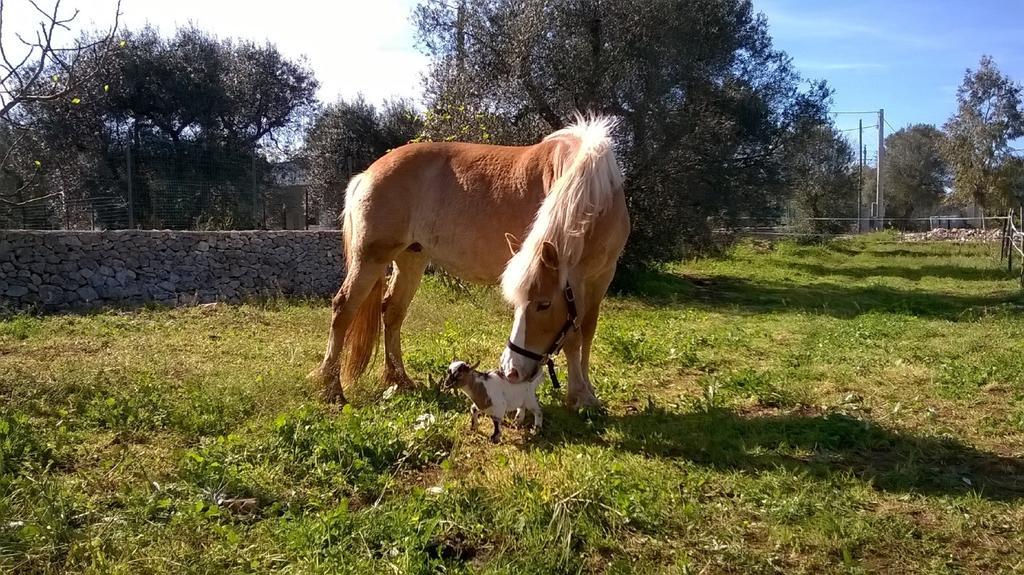 Trulli Aurasia Ostuni Bilik gambar
