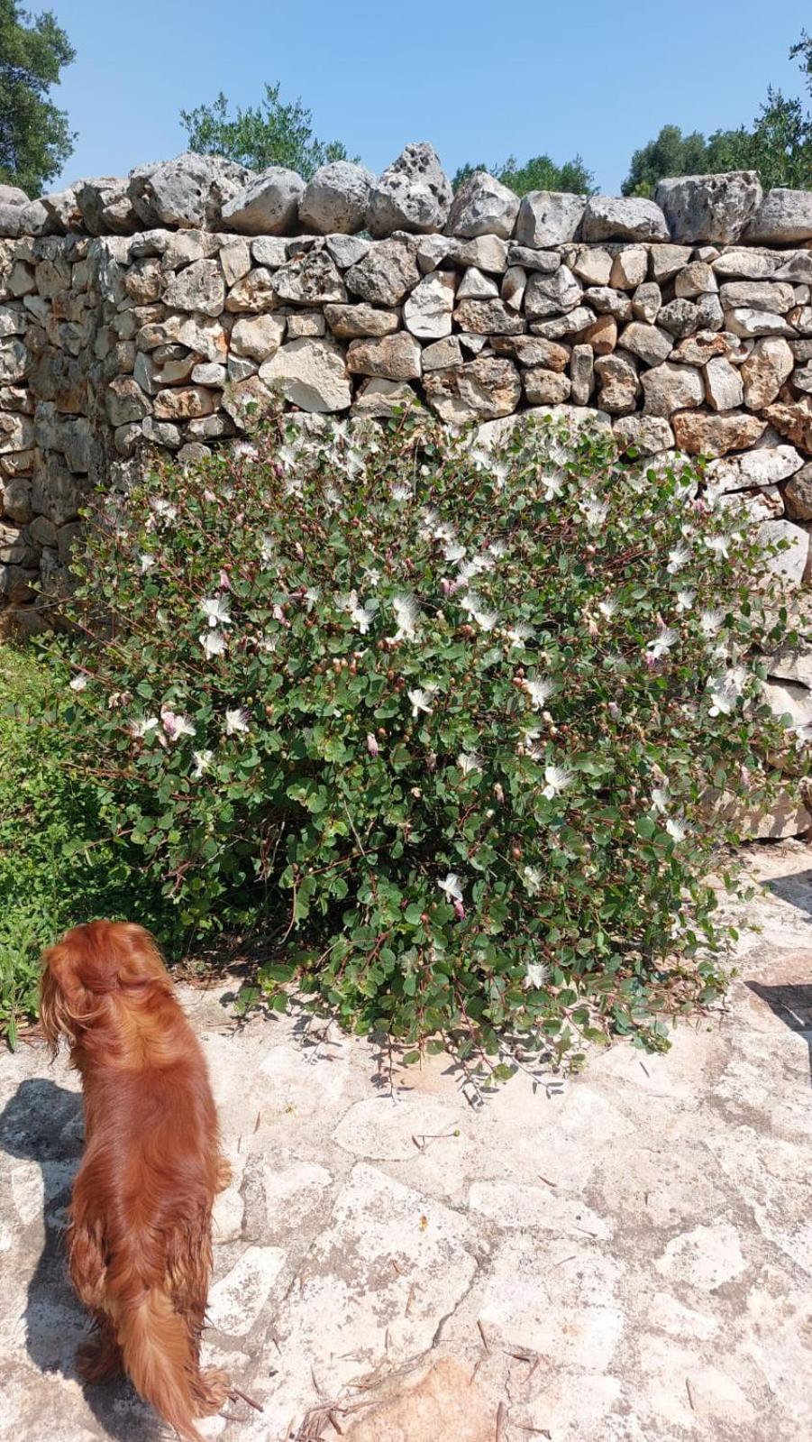 Trulli Aurasia Ostuni Luaran gambar