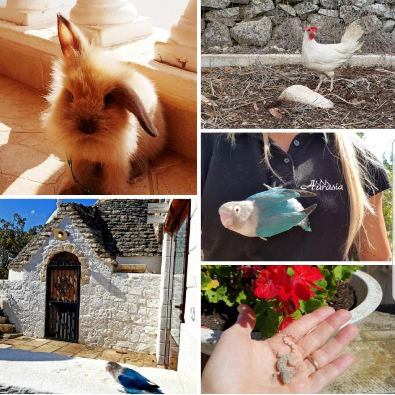 Trulli Aurasia Ostuni Luaran gambar
